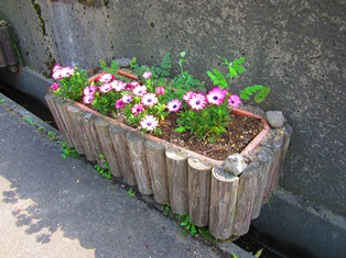 some flowers.JPG